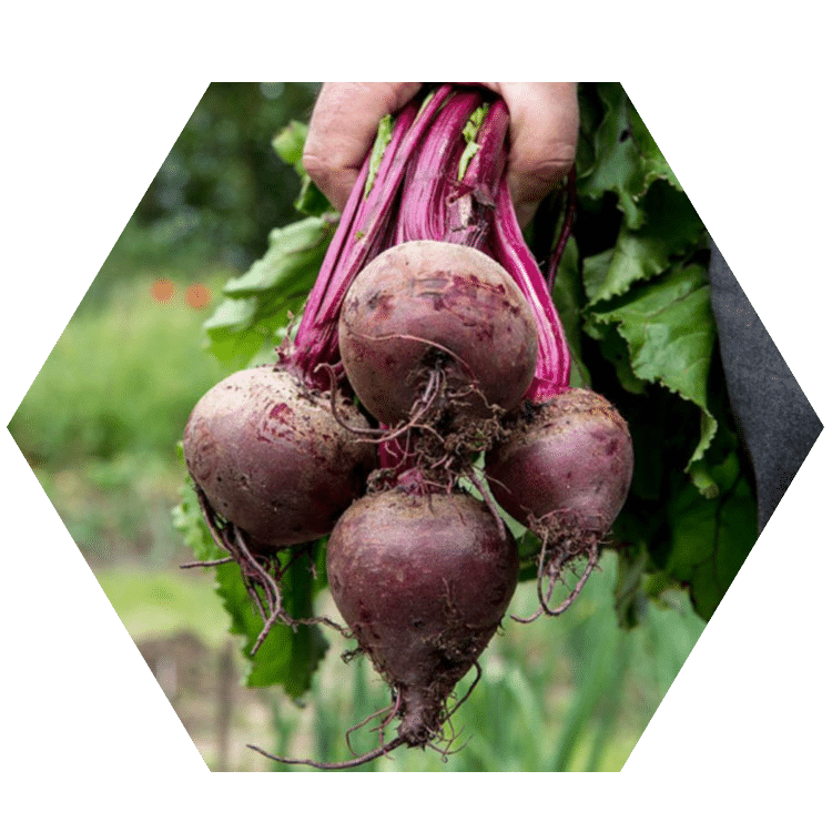 Beet It Sport Rote Bete Superfood